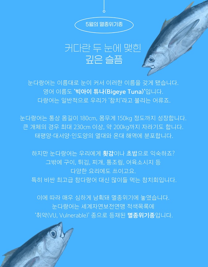 Endangered species of 'bigeye tuna' with tuna sashimi and sushi Campaigns PUBLISH Alliance